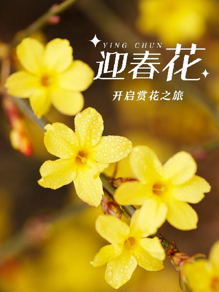 追花指南第二期！京城三月里最撩人的玉蘭觀賞地