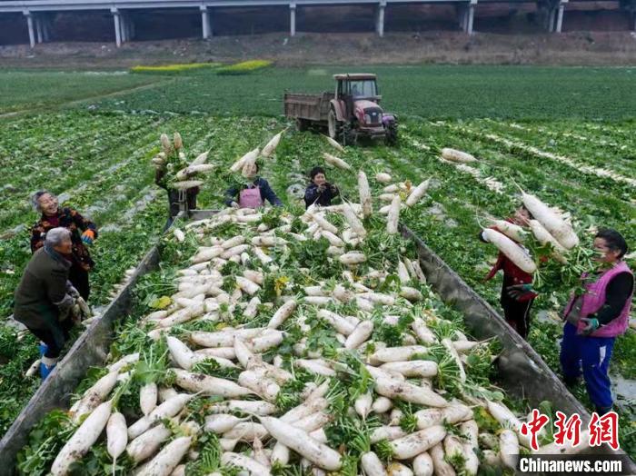 蔬菜基地工人正搶抓農(nóng)時(shí)采收蘿卜?！?汪澤民 攝