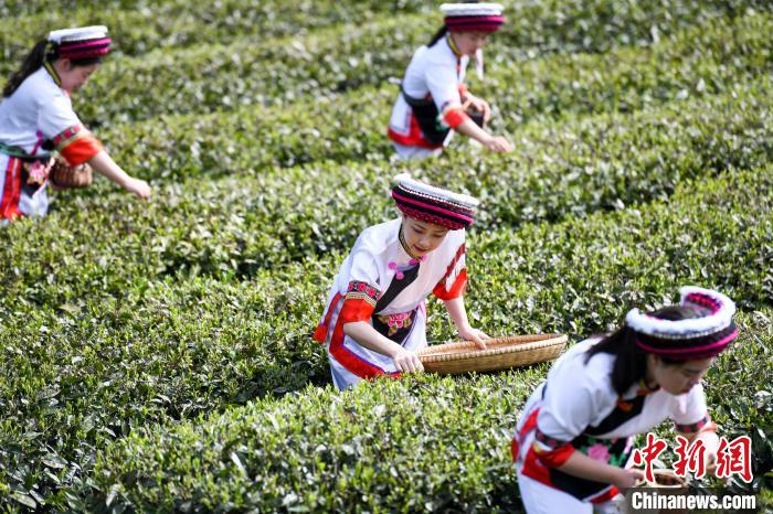 白族村民在茶園采摘?！钊A峰 攝