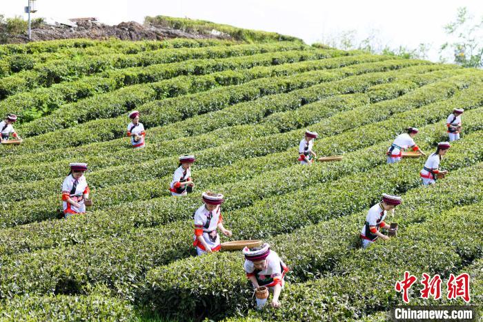 眾多白族村民身著民族服飾走進茶園采摘。　楊華峰 攝