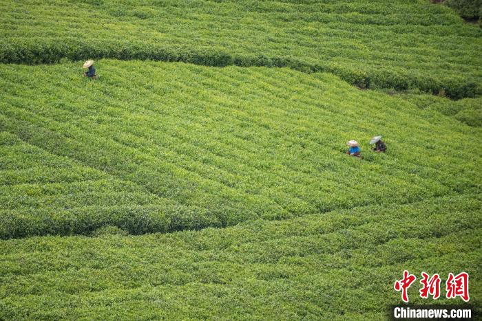 茶農(nóng)采摘谷雨茶。　唐哲 攝