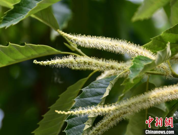 毛茸茸的栗花?！『略破?攝