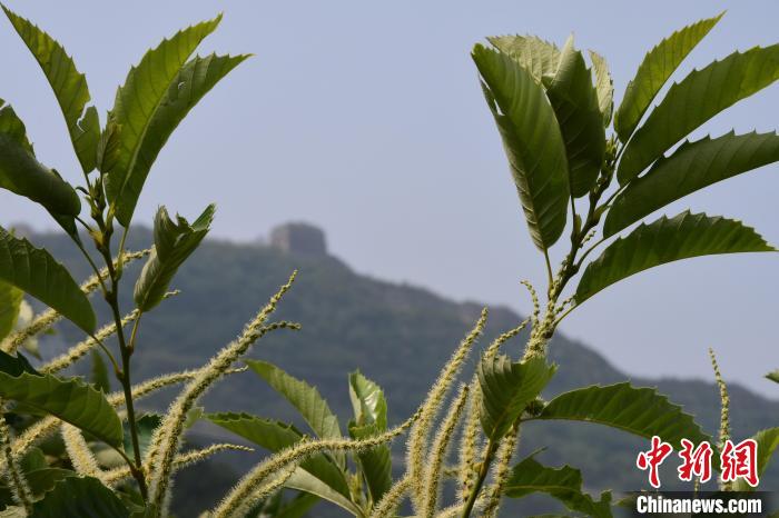 長(zhǎng)城腳下，“栗”花盛開(kāi)。　郝云崎 攝