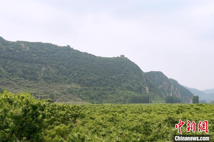 長(zhǎng)城腳下萬(wàn)畝栗花綻放，散發(fā)出淡淡清香?！『略破?攝