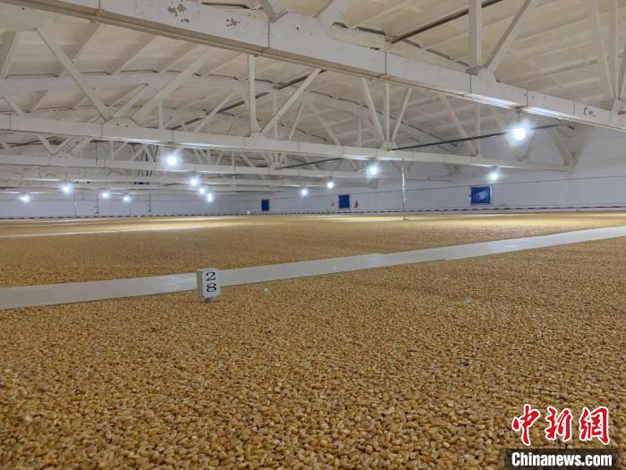 倉內(nèi)清涼干爽、遍地金黃，上千平方米的糧食盡收眼底?！⊥趸萘?攝
