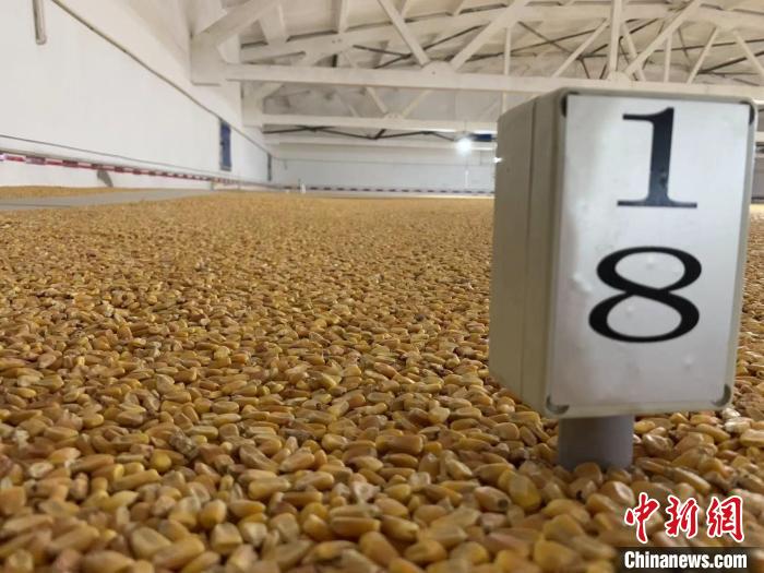 數(shù)千噸的小麥、玉米如同一塊塊被“切平”的巨型蛋糕“鑲嵌”在地面上?！⊥趸萘?攝