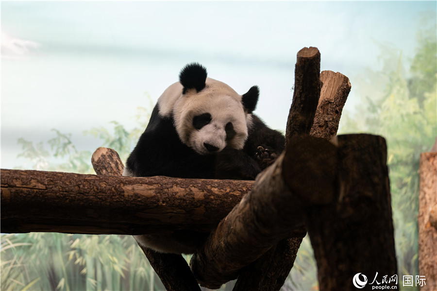 無比可愛的大熊貓“丁丁”。人民網(wǎng)記者 翁奇羽攝