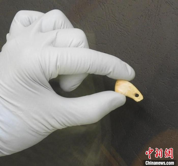 打孔鹿牙墜飾提取DNA后(圖片來自馬克斯·普朗克演化人類學(xué)研究所)?！∈┢樟指瘛ぷ匀?供圖