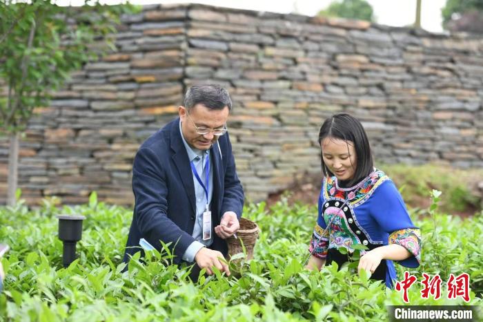 東盟國(guó)家媒體記者在辰龍關(guān)茶園采茶?！钊A峰 攝