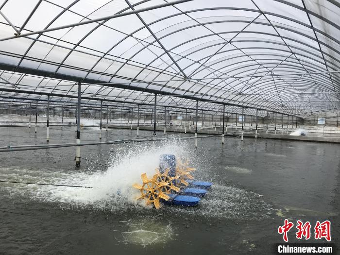 南美白對(duì)蝦養(yǎng)殖基地?！∠笊轿r蟹科技小院供圖
