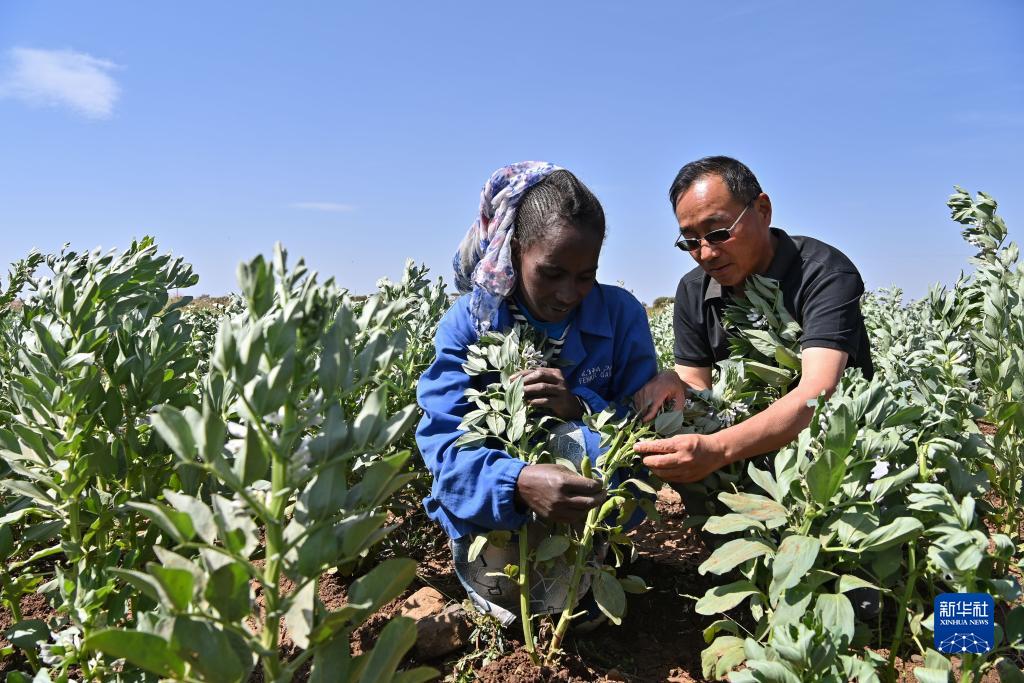 9月27日，在位于厄立特里亞阿斯馬拉的農業(yè)技術援助項目示范地，中國援厄第三期高級農業(yè)專家組豆類作物專家劉運民（右）指導當?shù)剞r戶進行蠶豆作物的田間管理。新華社記者 韓旭 攝