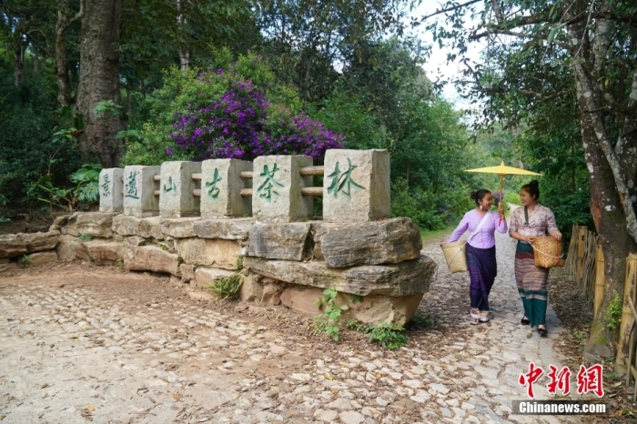 普洱景邁山古茶林文化景觀位于中國云南省普洱市瀾滄拉祜族自治縣惠民鎮(zhèn)。<a target='_blank' href='/' _fcksavedurl='/'><p  align=