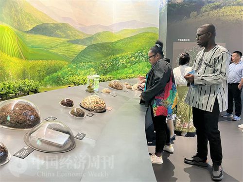   （在中國(guó)藥都中醫(yī)藥博物館，外媒記者了解中醫(yī)藥發(fā)展史。中國(guó)經(jīng)濟(jì)周刊記者 郭志強(qiáng) 攝）