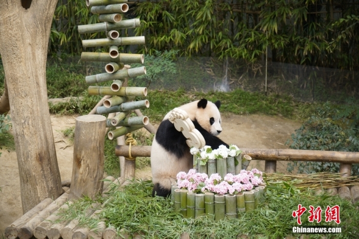 資料圖：旅韓大熊貓“福寶”。<a target='_blank' href='/'><p  align=