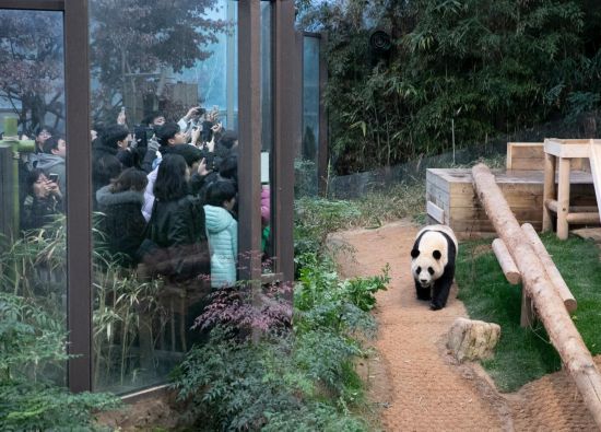 2月20日，韓國民眾在韓國愛寶樂園參觀大熊貓“福寶”。新華社記者姚琪琳攝