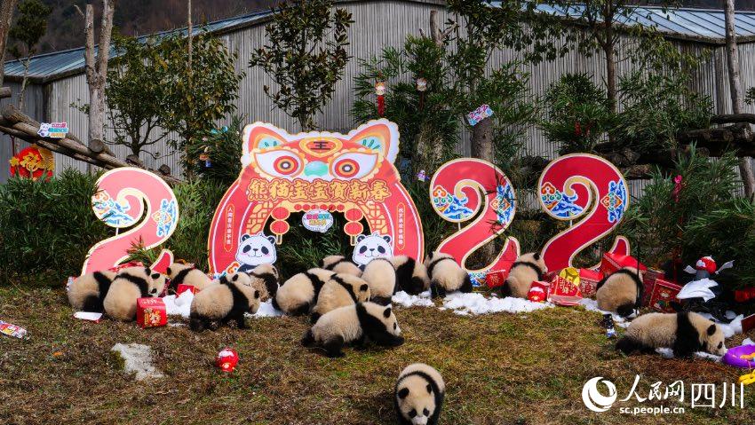 熊貓寶寶賀新春、迎冬奧。李傳有攝