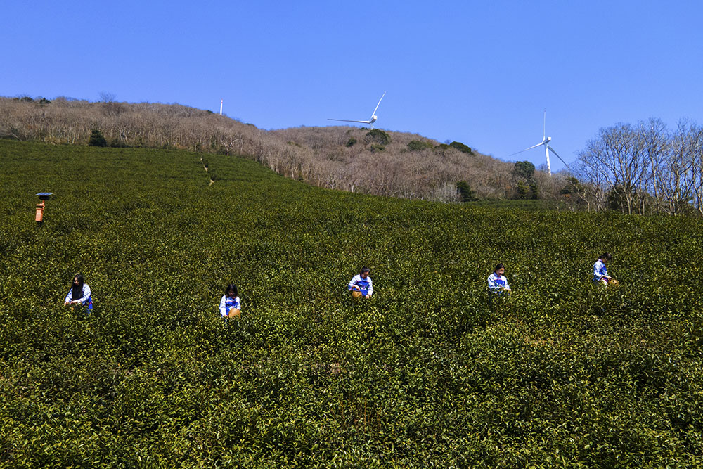茶農(nóng)們搶抓晴好天氣采摘春茶。楊云中攝