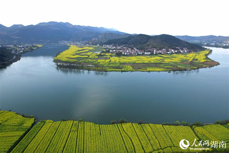 春江水暖，油菜花開。人民網(wǎng) 李芳森攝
