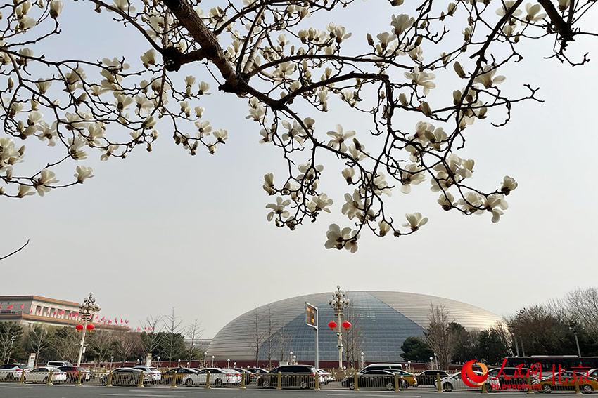 長安街畔玉蘭綻放。人民網(wǎng) 尹星云攝