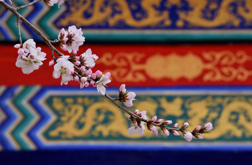 “云”賞桃花相映紅。紅橋區(qū)委宣傳部供圖
