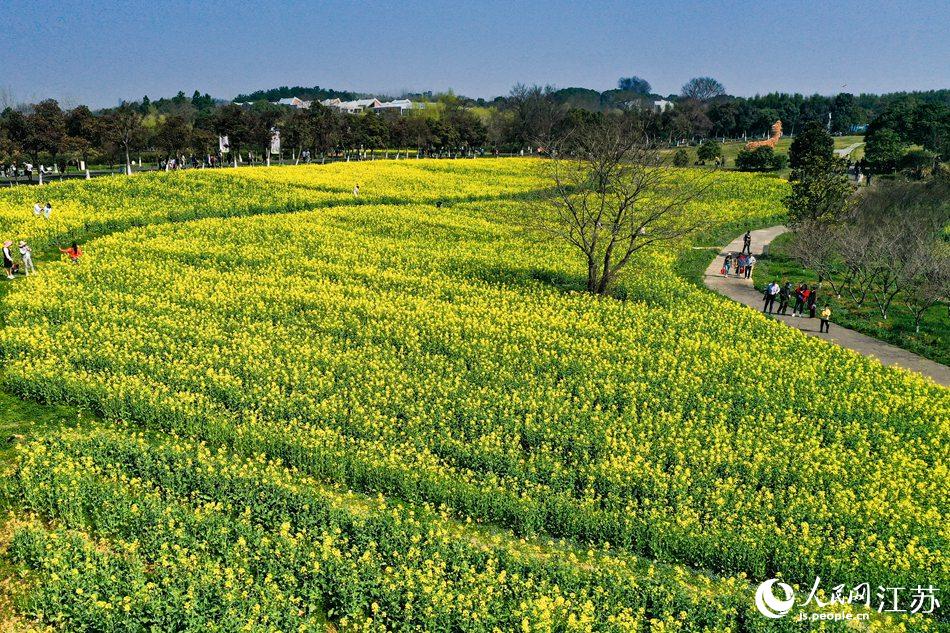 高淳區(qū)椏溪國際慢城桃花扇廣場油菜花田。劉列攝