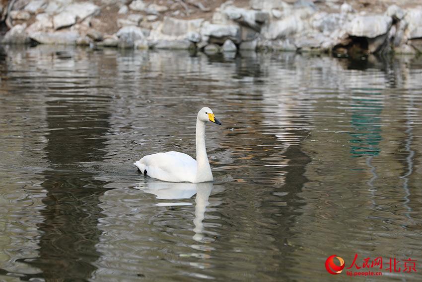 北京動(dòng)物園水禽湖上，水鳥游弋其中，傳遞春的消息。人民網(wǎng) 尹星云攝