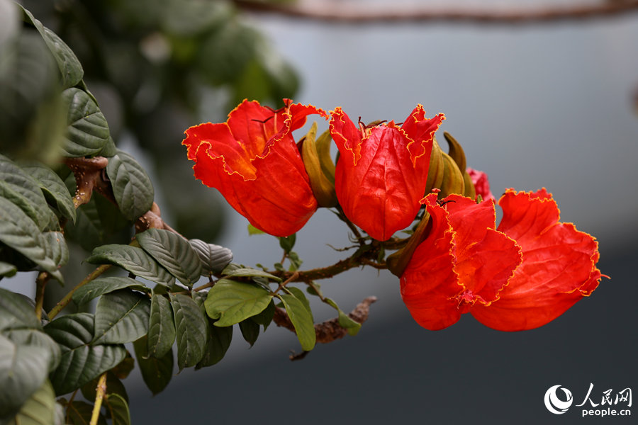 火焰木花朵呈紅色或橙紅色。人民網(wǎng) 陳博攝