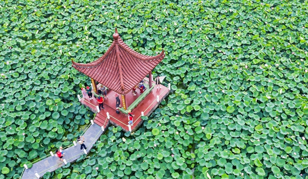 圖為金湖萬畝荷花蕩。陳義寶攝