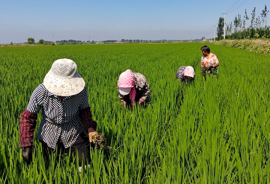 7月15日，農(nóng)民在河北省玉田縣石臼窩鎮(zhèn)王家樓村稻田勞作。 張仁杰攝