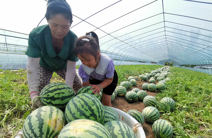 在北辰區(qū)雙街鎮(zhèn)的西瓜種植基地內(nèi)，種植農(nóng)戶們正忙著采收。陳立興攝