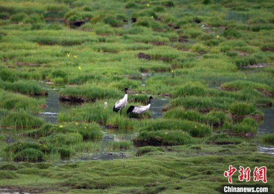 圖為祁連山國(guó)家公園青海片區(qū)內(nèi)的黑頸鶴?！∑钸B山國(guó)家公園青海省管理局供圖 攝