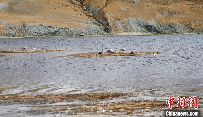 圖為瑪旁雍錯濕地棲息的水鳥?！≮w朗 攝