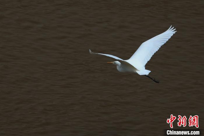 青?！澳赣H河”湟水水質(zhì)改善引鷺鳥嬉戲