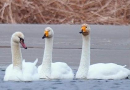 圖為疣鼻天鵝與大天鵝?！∏嗪夜珗@觀鳥協(xié)會供圖 攝