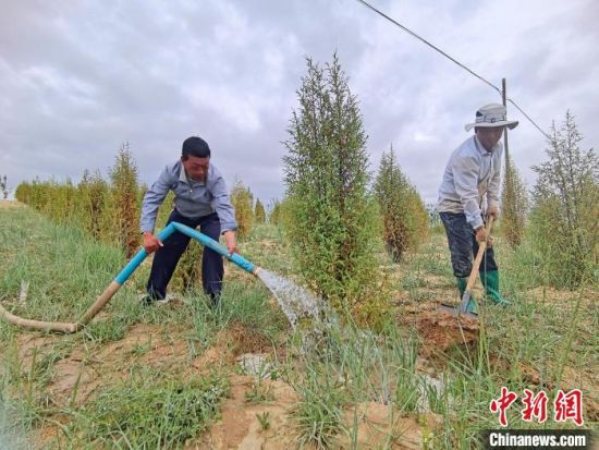 圖為扎西和村民給樹澆水?！∑钤鲚怼z