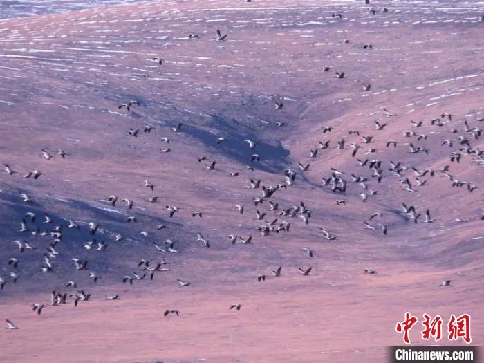 圖為黑頸鶴翔集于青海嘉塘草原上?！∏嗪Ｊ∮駱?shù)藏族自治州稱(chēng)多縣委宣傳部供圖