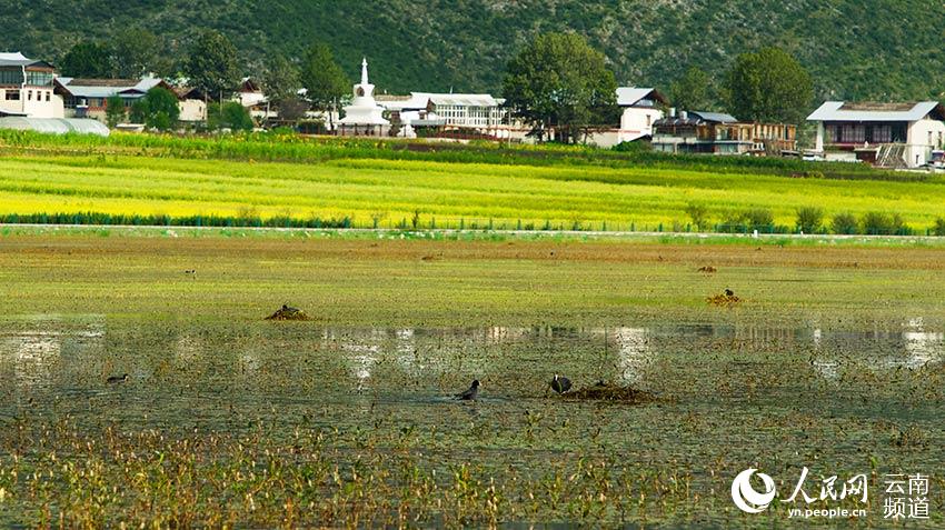 納帕海成為鳥類遷徙停留地。呂昊辰攝