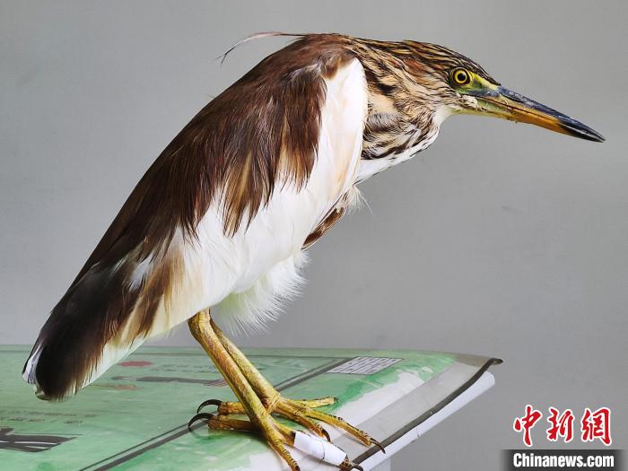 圖為被救助的國家一級重點保護動物池鷺?！×鴿商?攝