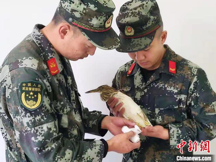 圖為武警官兵正在為國家一級重點保護動物池鷺包扎?！×鴿商?攝