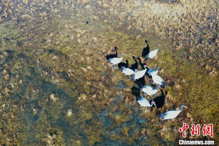 圖為黑頸鶴群在濕地中曬太陽(yáng)?！】姥?攝