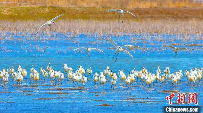 沿海濕地，鳥類天堂?！←}城市委宣傳部供圖