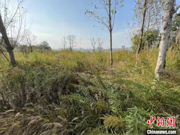 發(fā)現(xiàn)的加拿大一枝黃花?！畈?攝