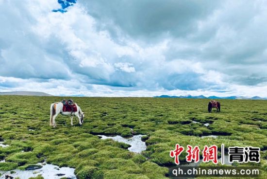 圖為長江南源沼澤濕地。李江寧攝