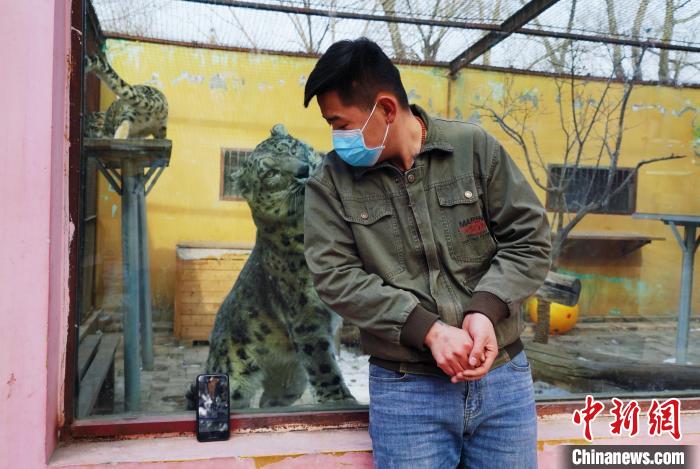 圖為雪豹“奶爸”史壽軍直播休息時與雪豹互動?！●R銘言 攝