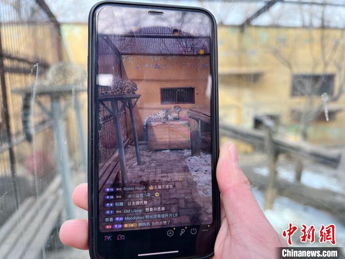 圖為雪豹“奶爸”史壽軍正在直播?！●R銘言 攝