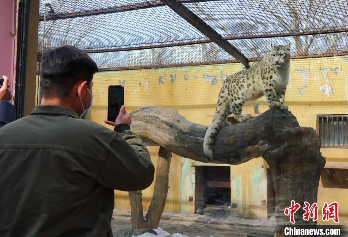 圖為雪豹“奶爸”史壽軍正在直播?！●R銘言 攝