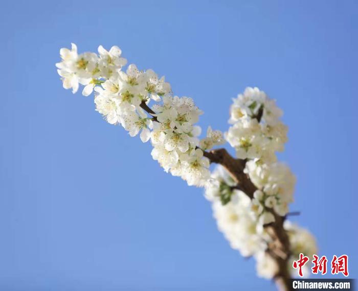 李花盛開?！『吻搴?攝