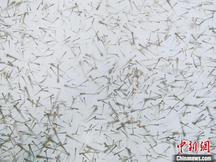 圖為魚苗。　張?zhí)砀?攝