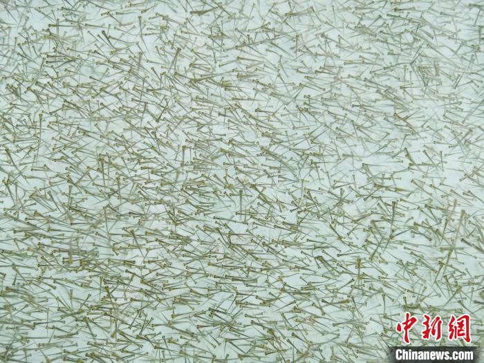 圖為密集培育的魚苗?！?zhí)砀?攝