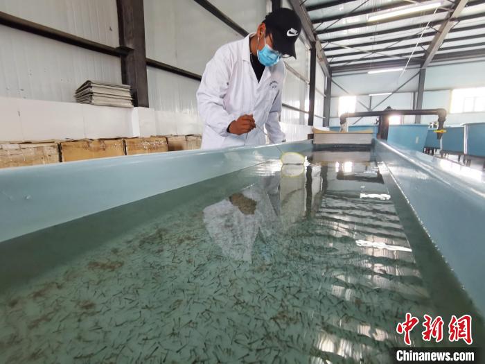 圖為工作人員檢查魚苗。　張?zhí)砀?攝